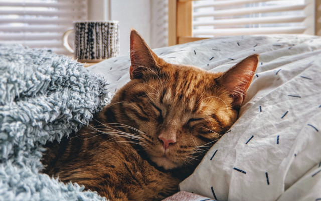 Cat sleeping bed blanket coffee free wallpaper - medium preview image