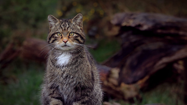 Cat log grass sad animal free wallpaper - medium preview image