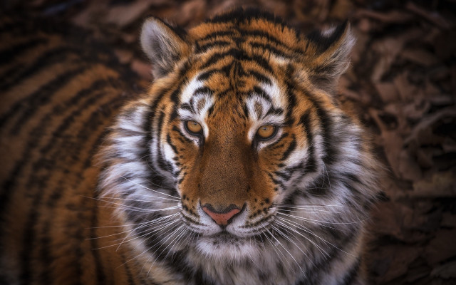 Tiger sad look black background free wallpaper - medium preview image