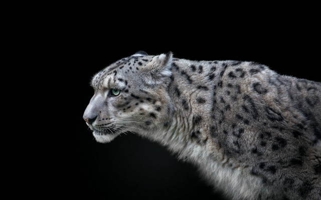 Snow leopard black background ambient free wallpaper - medium preview image