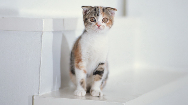 Sad cat ledge uplook puzzle free wallpaper - medium preview image