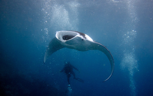 Manta ray ocean scuba diver free wallpaper - medium preview image