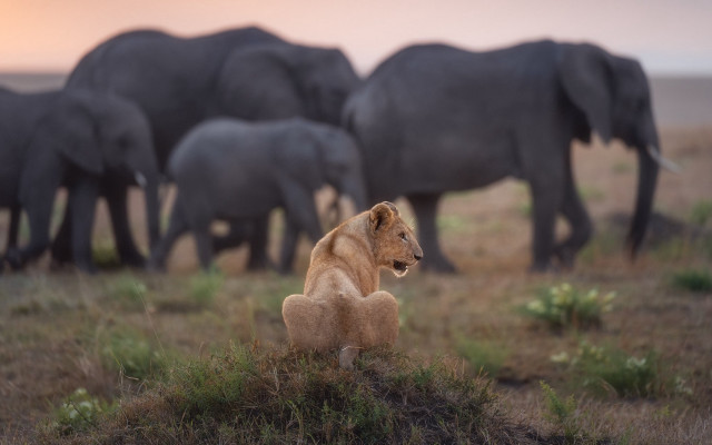 Lion elephants grass wildlife naturalism free wallpaper - medium preview image