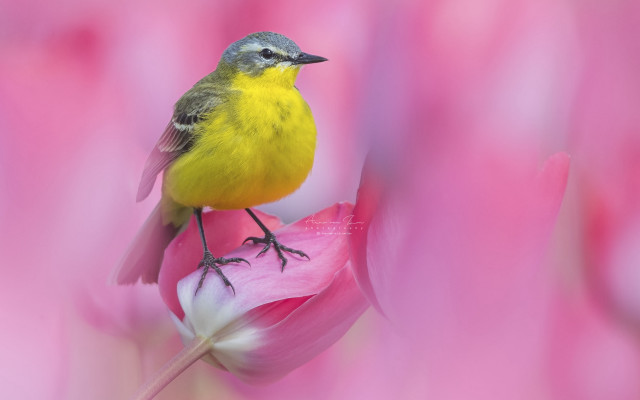 Yellow bird pink flower macro free wallpaper - medium preview image