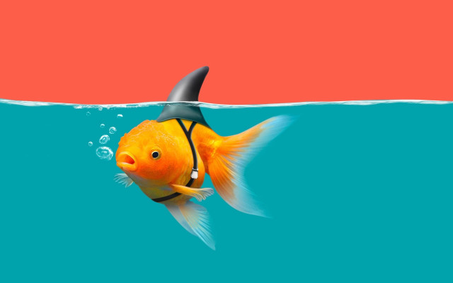 Goldfish sharkfin coral redsky surreal free wallpaper - medium preview image