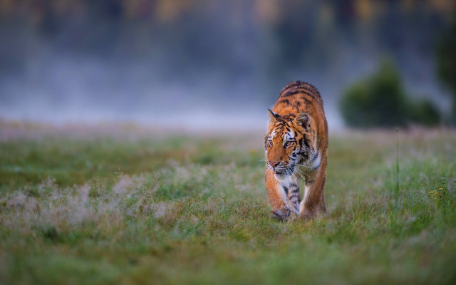 Tiger walking green field forest #2 free wallpaper - medium preview image