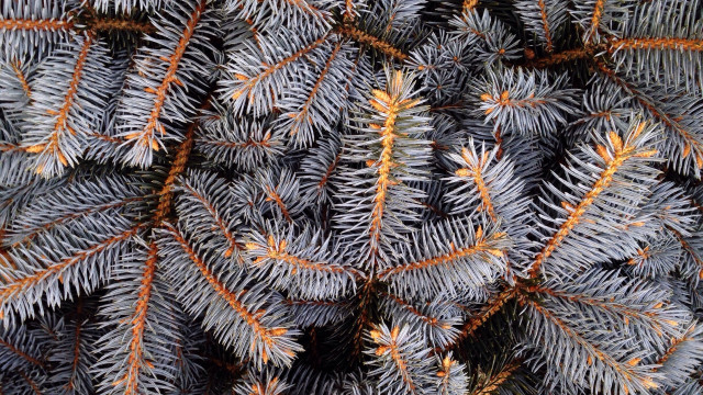 Pine orange needles branch brown free wallpaper - medium preview image