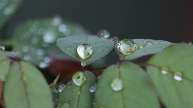 Water drop leaf bokeh macro #2 free wallpaper - medium preview image