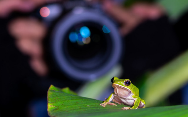 Frog leaf camera holography macro free wallpaper - medium preview image