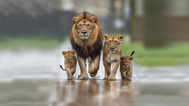 Lion cubs rain waterfountain artphotography free wallpaper - medium preview image