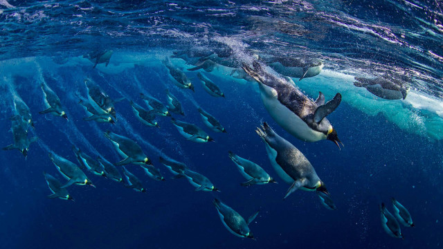 Penguin ocean fish bubbles milkyway free wallpaper - medium preview image