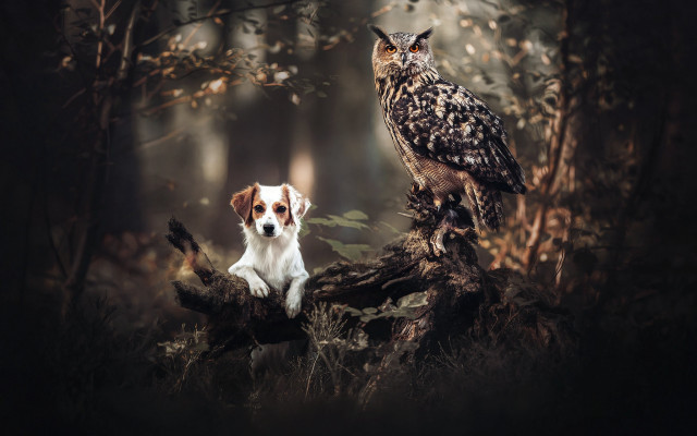 Dog owl woods magic realism free wallpaper - medium preview image