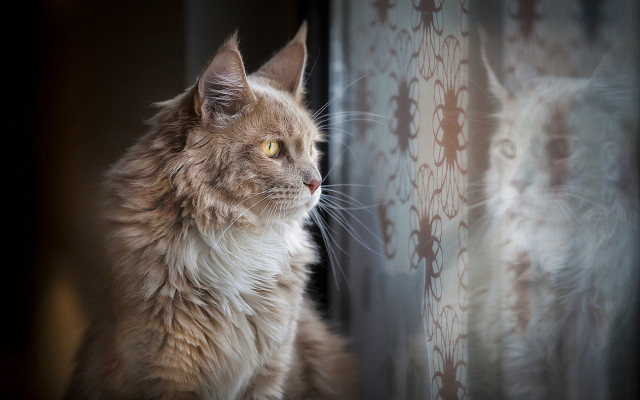 Cat curtain hologram reflection surreal free wallpaper - medium preview image