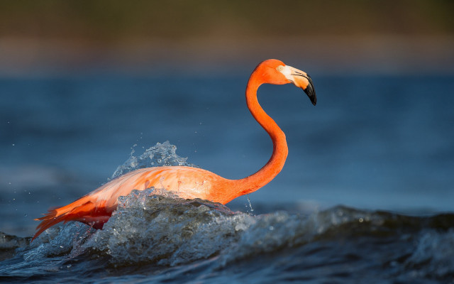 Flamingo water ecological art night free wallpaper - medium preview image