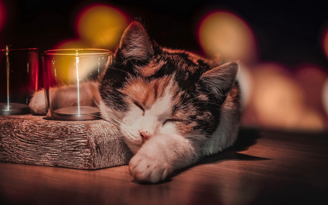 Cat sleeping table glass candle free wallpaper - medium preview image