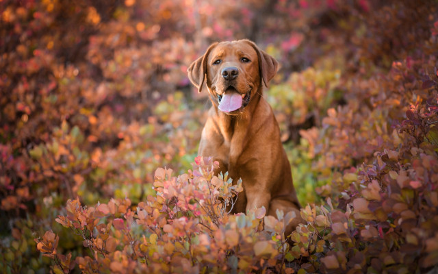Dog flower field autumn shiba free wallpaper - medium preview image