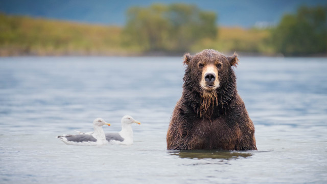 Bear water ducks trees mountains free wallpaper - medium preview image