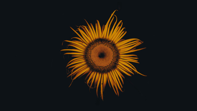 Sunflower black background yellow center free wallpaper - medium preview image