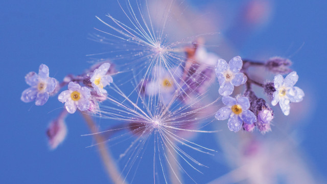 Dandelion water droplets impressionism butterfly free wallpaper - medium preview image
