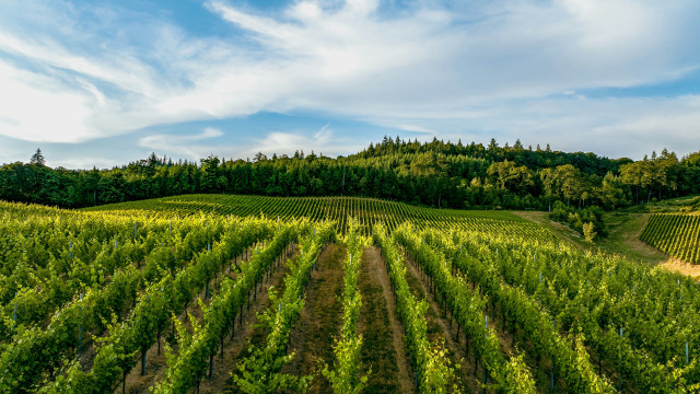 Green field blue sky trees free wallpaper - medium preview image