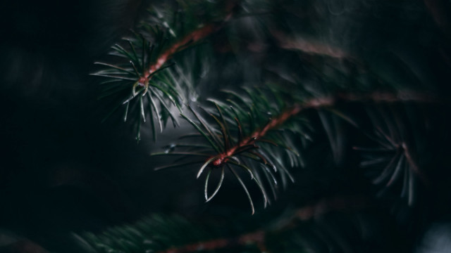 Pine branch blurry background nature free wallpaper - medium preview image