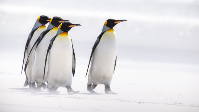 Penguins beach snow walking photography free wallpaper - medium preview image