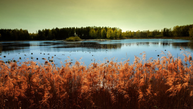 Lake forest autumn ducks sunset free wallpaper - medium preview image