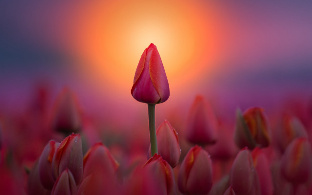 Single flower red field sunset free wallpaper - medium preview image