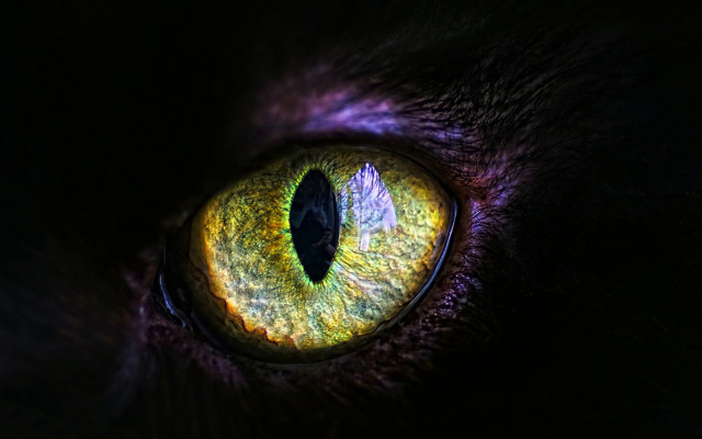 Cat eye gothic macro planet free wallpaper - medium preview image