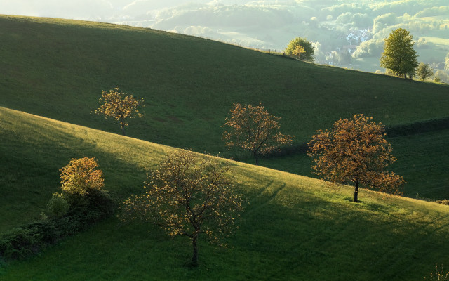 Grassy hill trees background hills free wallpaper - medium preview image