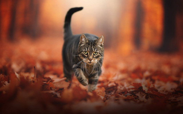 Cat forest autumn fire battle free wallpaper - medium preview image
