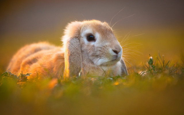 Small rabbit grass blue eyes free wallpaper - medium preview image