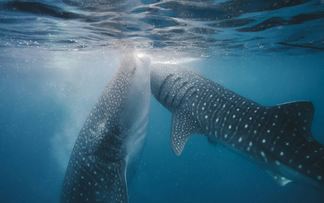 Whale sharks ocean moonlight night free wallpaper - medium preview image