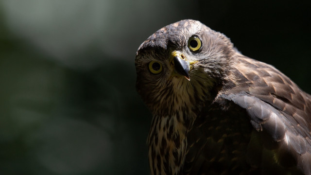 Owl yellow eyes closeup bird free wallpaper - medium preview image