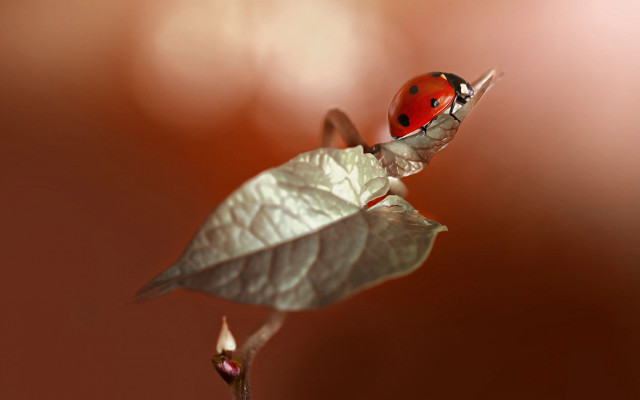 Ladybug leaf stem red background free wallpaper - medium preview image