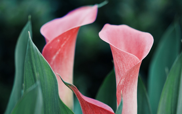 Pink flowers green leaves macro #2 free wallpaper - medium preview image