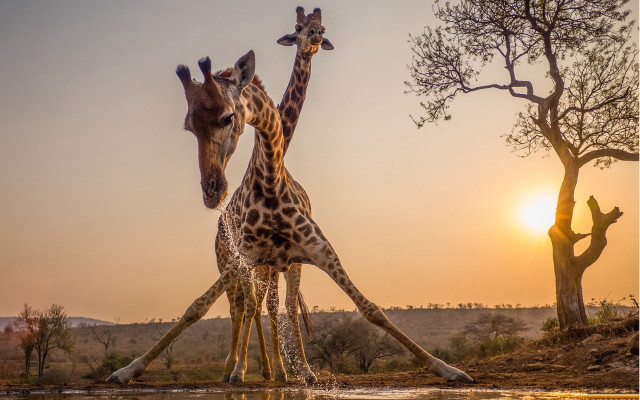 Giraffes water sunset arabesque wildlife free wallpaper - medium preview image
