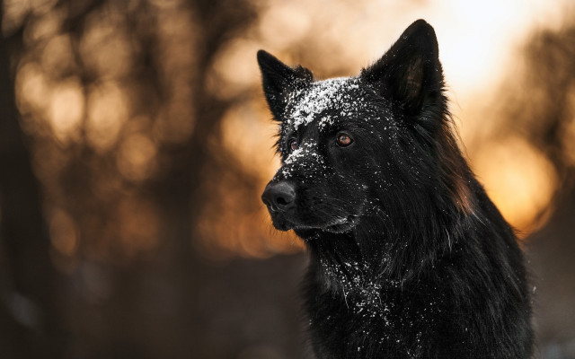 Black dog snowy face winter free wallpaper - medium preview image