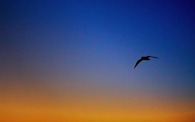 Bird sky sunset blue orange free wallpaper - medium preview image