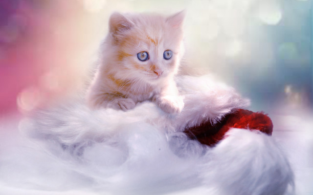 White cat fluffy blanket blue free wallpaper - medium preview image