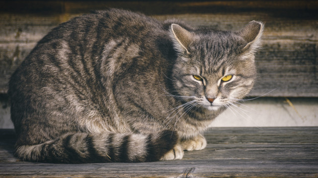 Cat deck serious eyes Carlos free wallpaper - medium preview image