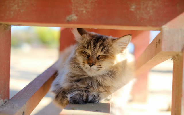 Cat sitting wooden bench sad free wallpaper - medium preview image