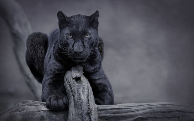 Black panther sitting on log free wallpaper - medium preview image