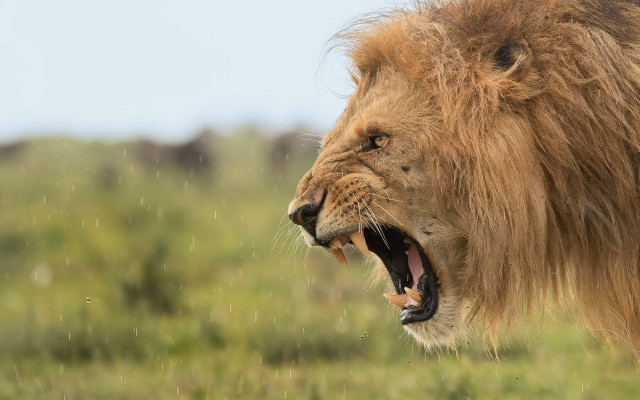 Lion open mouth wildlife blurry free wallpaper - medium preview image