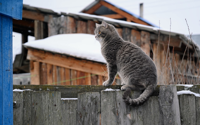 Cat fence snow building blurry free wallpaper - medium preview image