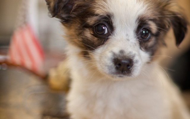 Small dog white face brown free wallpaper - medium preview image