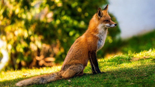 Red fox sitting green field free wallpaper - medium preview image