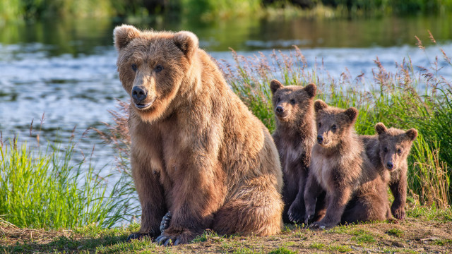 Bear cubs riverbank ecological puzzle free wallpaper - medium preview image