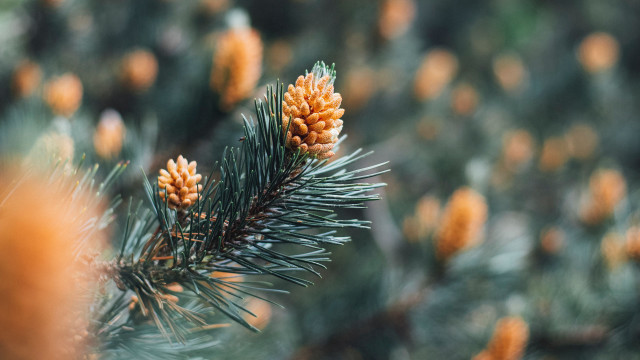 Pine tree cones bokeh christmas #2 free wallpaper - medium preview image