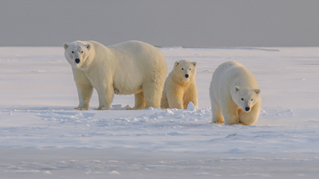 Polar bears snow field ecological free wallpaper - medium preview image
